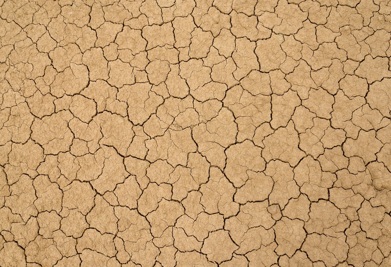 découvrez l'importance de la santé des sols pour l'écologie, l'agriculture durable et la biodiversité. apprenez comment des pratiques appropriées peuvent enrichir votre sol et favoriser une croissance végétale optimale.