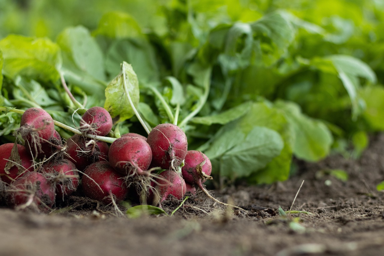 découvrez l'agriculture durable : des pratiques respectueuses de l'environnement qui favorisent la biodiversité, préservent les ressources naturelles et garantissent une production alimentaire éthique et pérenne.