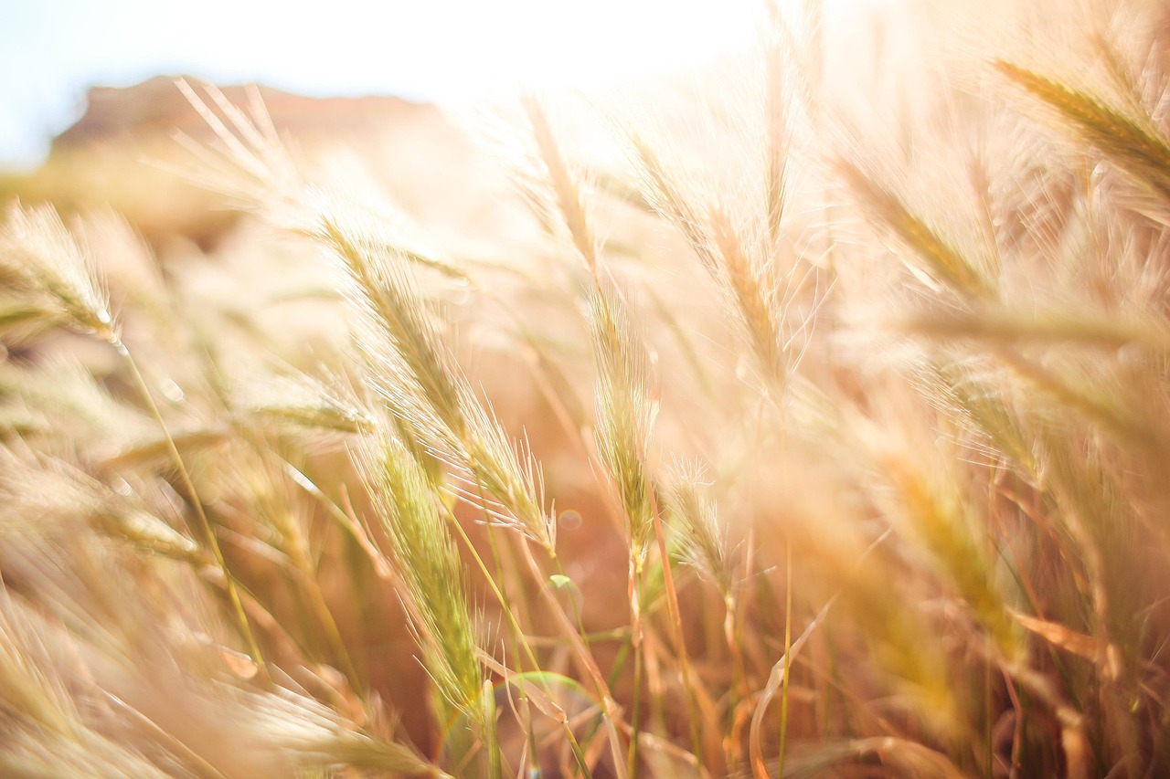 découvrez comment les cultures alimentaires durables contribuent à préserver l'environnement tout en assurant une production agricole responsable et respectueuse des ressources naturelles.
