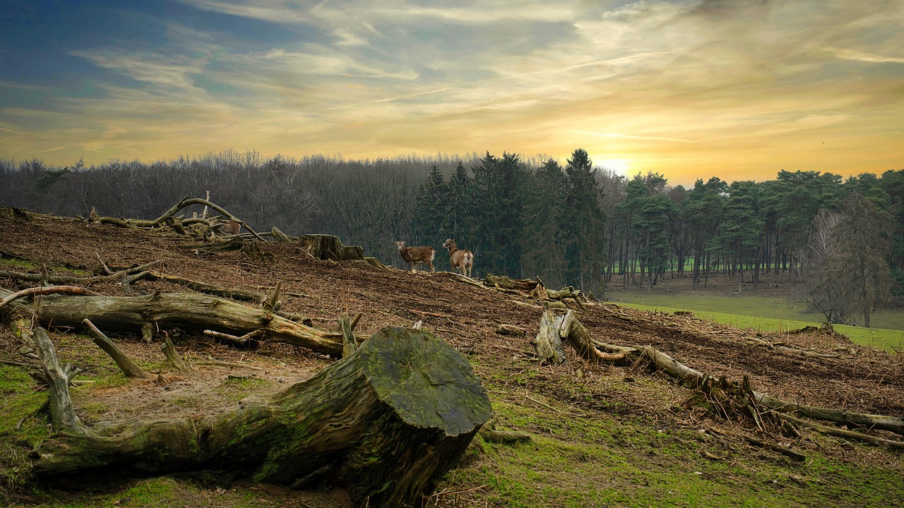 découvrez les enjeux de la déforestation, ses causes principales et son impact sur l'environnement. informez-vous sur les actions nécessaires pour préserver nos forêts et lutter contre le changement climatique.