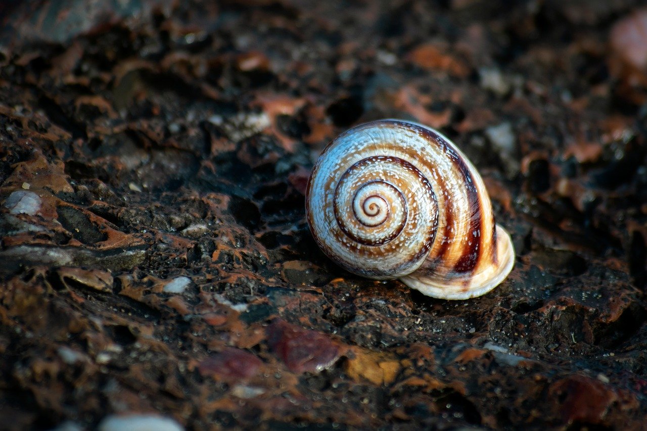 découvrez l'importance de la connectivité des écosystèmes pour préserver la biodiversité, favoriser les échanges entre habitats naturels et renforcer la résilience environnementale.