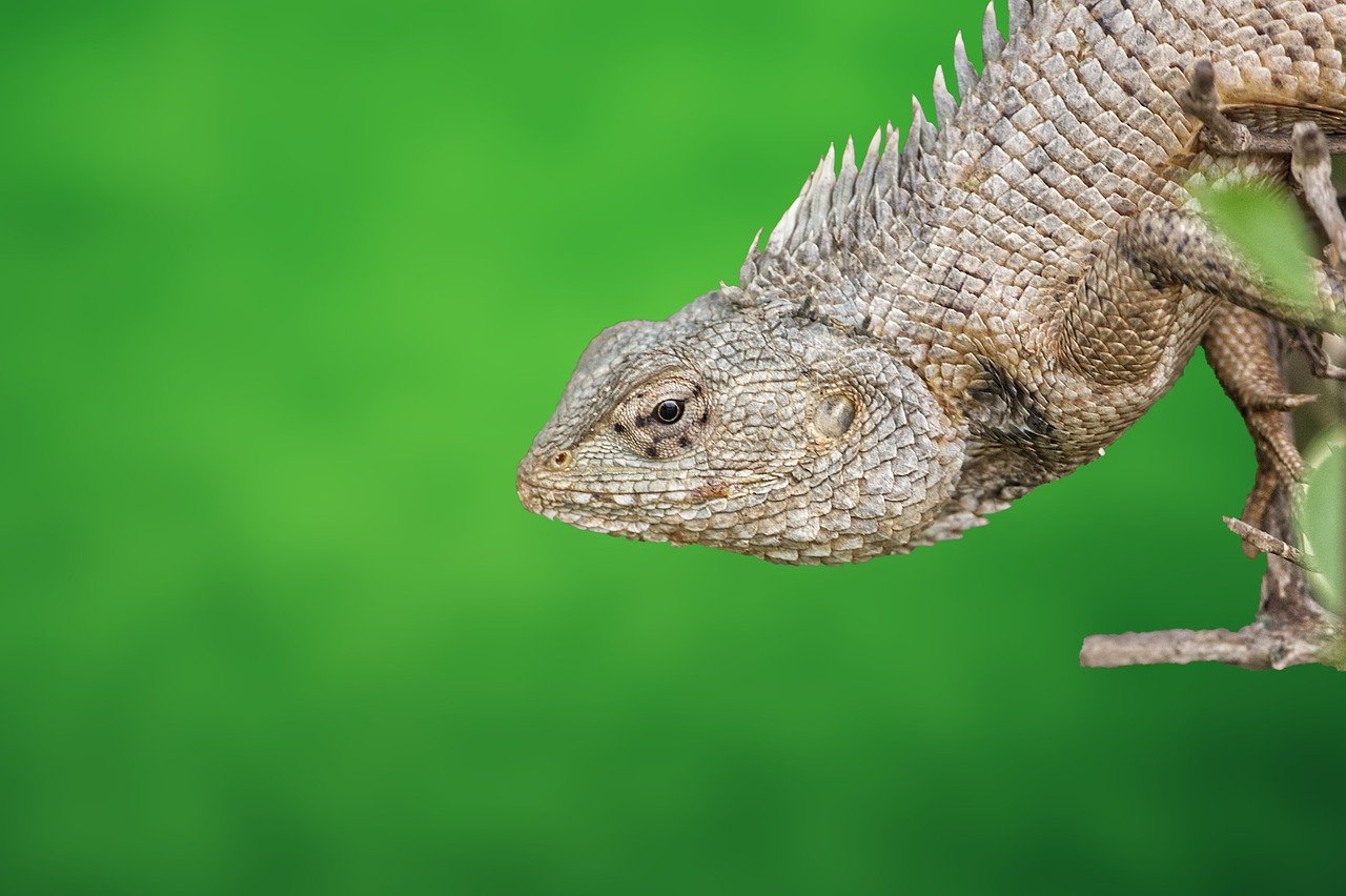 découvrez l'importance de la biodiversité, sa définition, ses enjeux pour la planète et comment chacun peut contribuer à la préserver au quotidien.