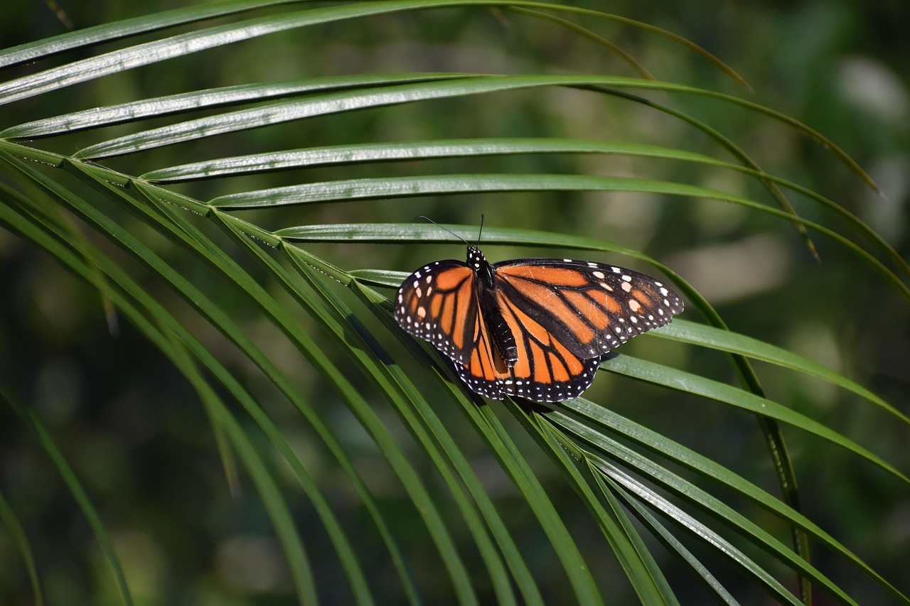 découvrez l'importance de la biodiversité au jardin et comment favoriser un écosystème équilibré pour un environnement sain et durable.