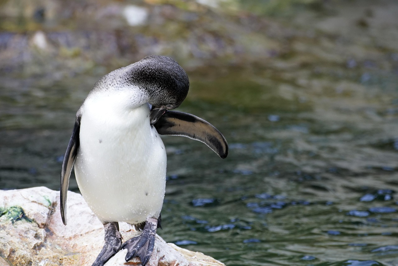 découvrez l'importance de la biodiversité, sa définition, ses enjeux et son rôle essentiel dans l'équilibre de la planète. informez-vous sur les moyens de préserver la diversité biologique et ses bénéfices pour l'environnement et l'humanité.