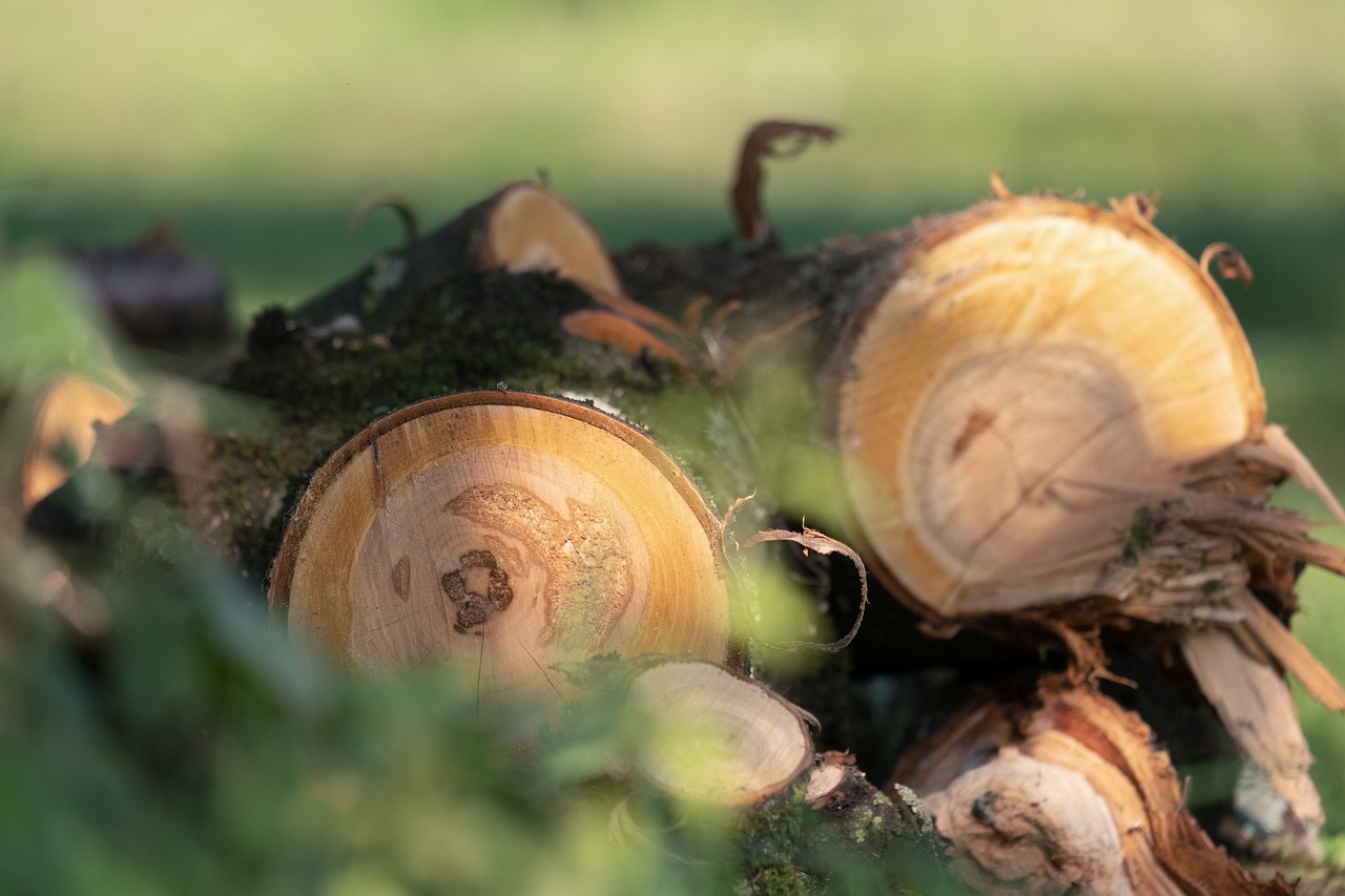 découvrez les enjeux critiques de la déforestation, ses impacts sur l'environnement, la biodiversité et le climat, ainsi que les solutions pour préserver nos forêts et lutter contre ce phénomène alarmant.