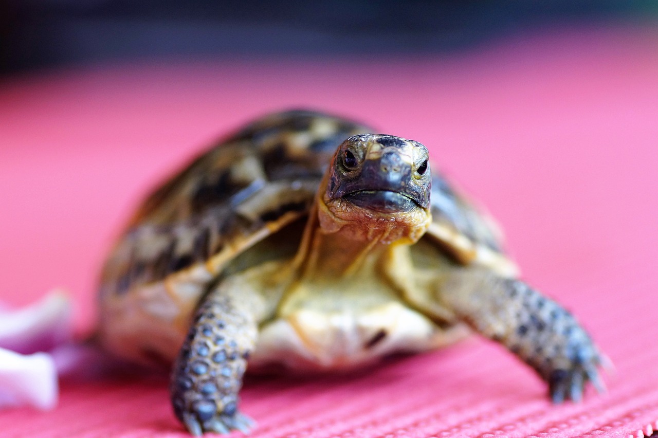 explorez la richesse des écosystèmes terrestres, où la biodiversité et les interactions entre les espèces façonnent notre environnement. découvrez leur rôle crucial dans le maintien de l'équilibre écologique et leur importance pour la survie de notre planète.