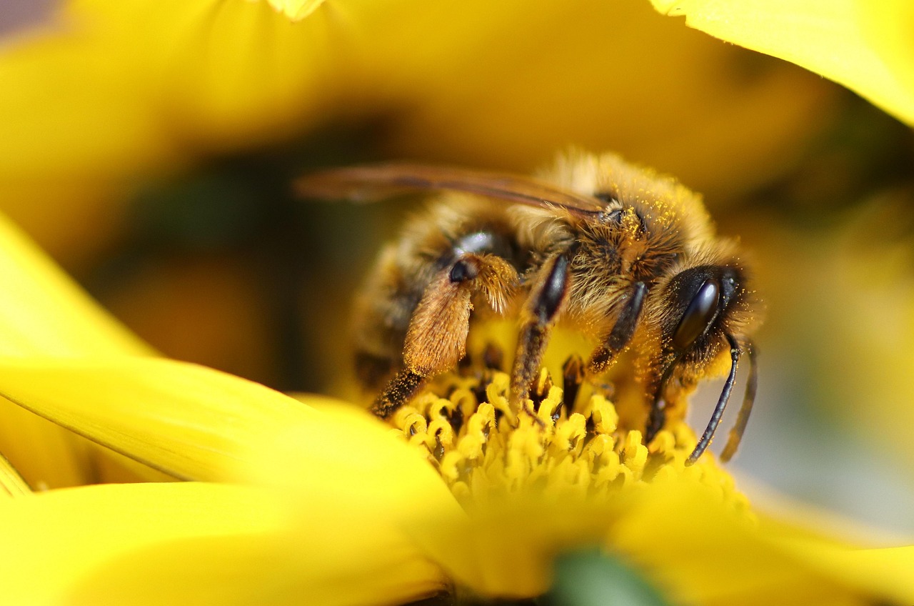 découvrez l'importance de la biodiversité, son rôle essentiel pour l'équilibre des écosystèmes et les actions à entreprendre pour la préserver.