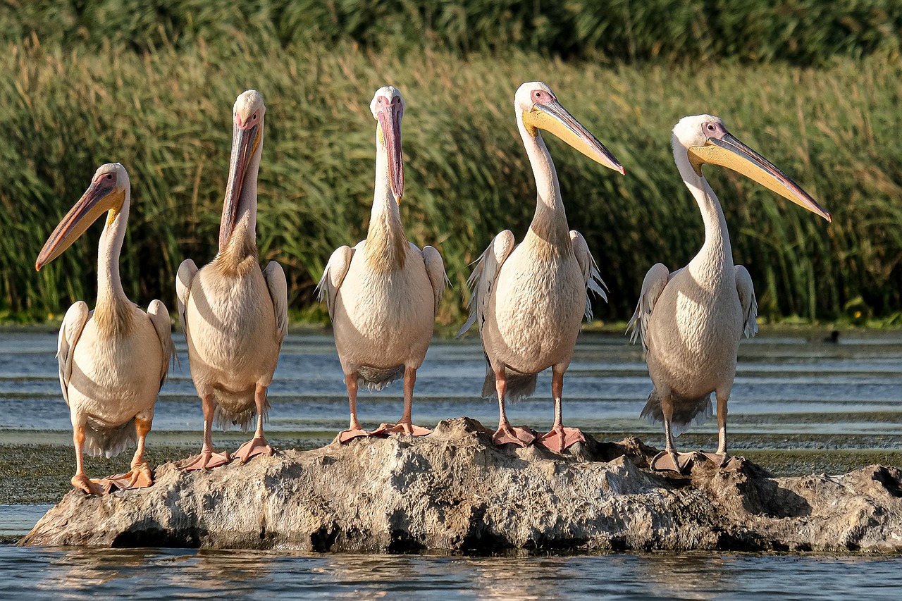 découvrez les pratiques de conservation innovantes qui préservent la biodiversité et protègent l'environnement grâce à des solutions durables et modernes.