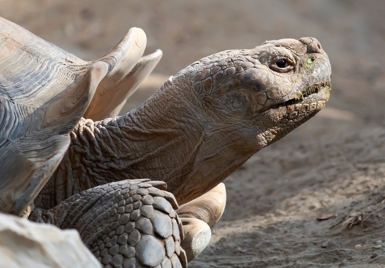 découvrez l'importance de la préservation des habitats naturels pour protéger la biodiversité et favoriser un équilibre écologique. engagez-vous dans des initiatives durables pour sauvegarder notre patrimoine environnemental.
