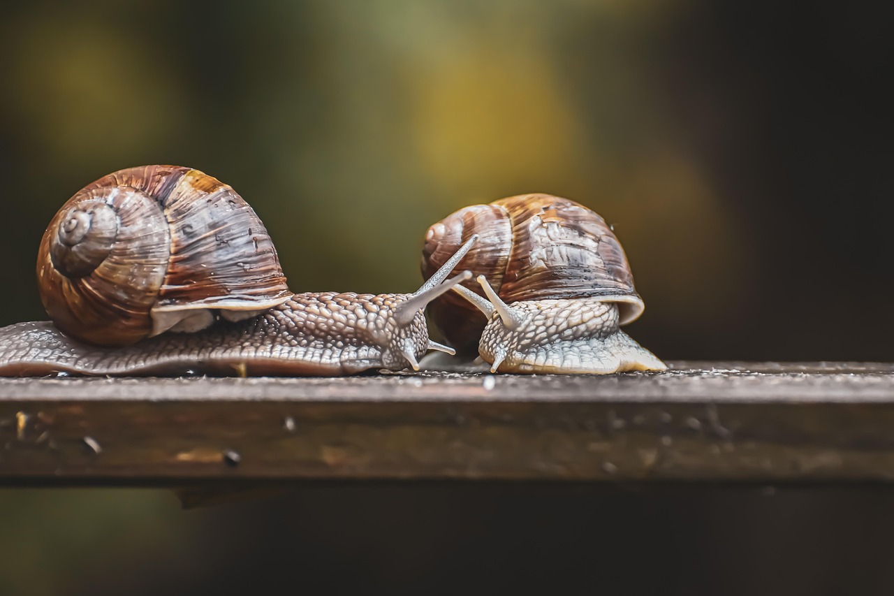 découvrez ce que sont les réserves marines, leur importance pour la protection des océans et comment elles contribuent à préserver la biodiversité marine. informez-vous sur leur fonctionnement et leurs avantages.