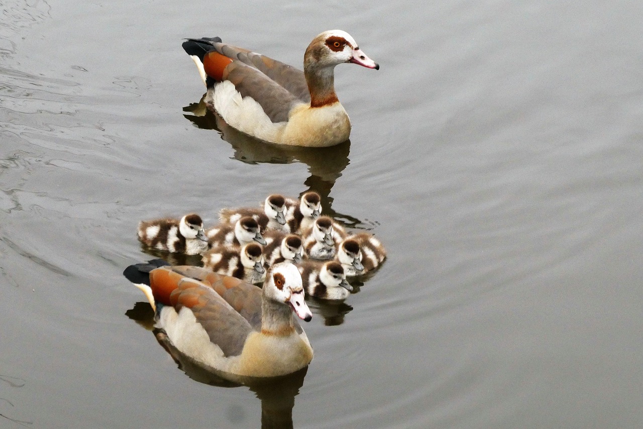 découvrez des initiatives et des stratégies efficaces pour la protection des rivières, préservant ainsi la biodiversité et garantissant un avenir durable pour nos ressources en eau.