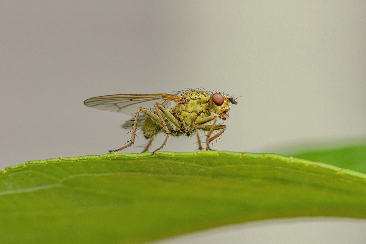 découvrez la richesse et la diversité de la biodiversité, élément crucial pour l'équilibre des écosystèmes. apprenez comment préserver notre patrimoine naturel et l'importance des espèces dans notre quotidien.