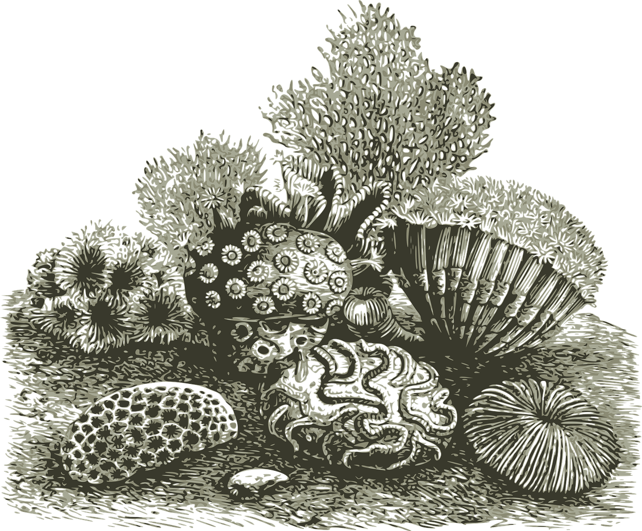 découvrez la richesse de la biodiversité marine, un écosystème fascinant qui joue un rôle crucial dans l'équilibre de notre planète. explorez les espèces, les habitats et les défis de préservation qui menacent ces précieuses ressources.