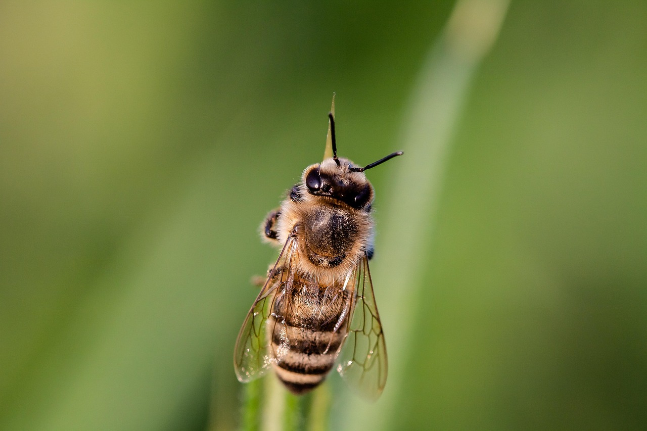 découvrez ce qu'est la biodiversité, son importance pour l'équilibre de la planète, et comment la protéger pour garantir un avenir durable.