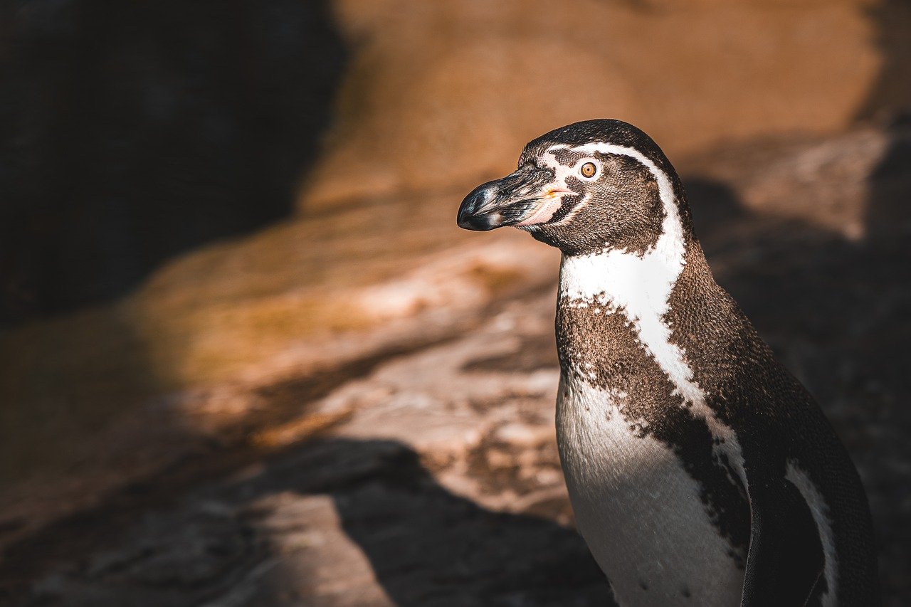 découvrez des stratégies et des initiatives efficaces pour la préservation de l'habitat. explorez l'importance de protéger notre biodiversité et les actions que chacun peut entreprendre pour contribuer à la sauvegarde des écosystèmes fragiles.