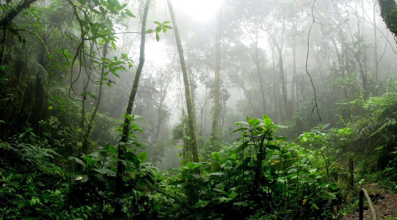 Tropical Forest