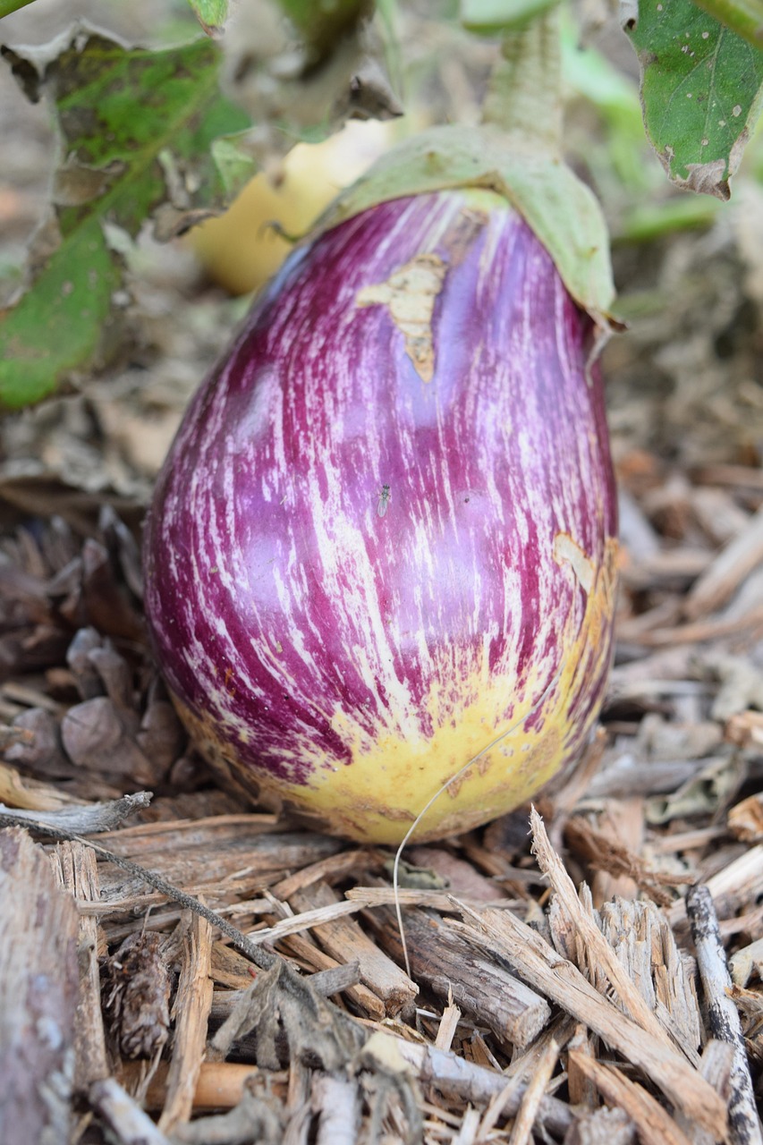 découvrez les techniques de jardinage en permaculture urbaine pour cultiver un espace vert durable et productif en ville.