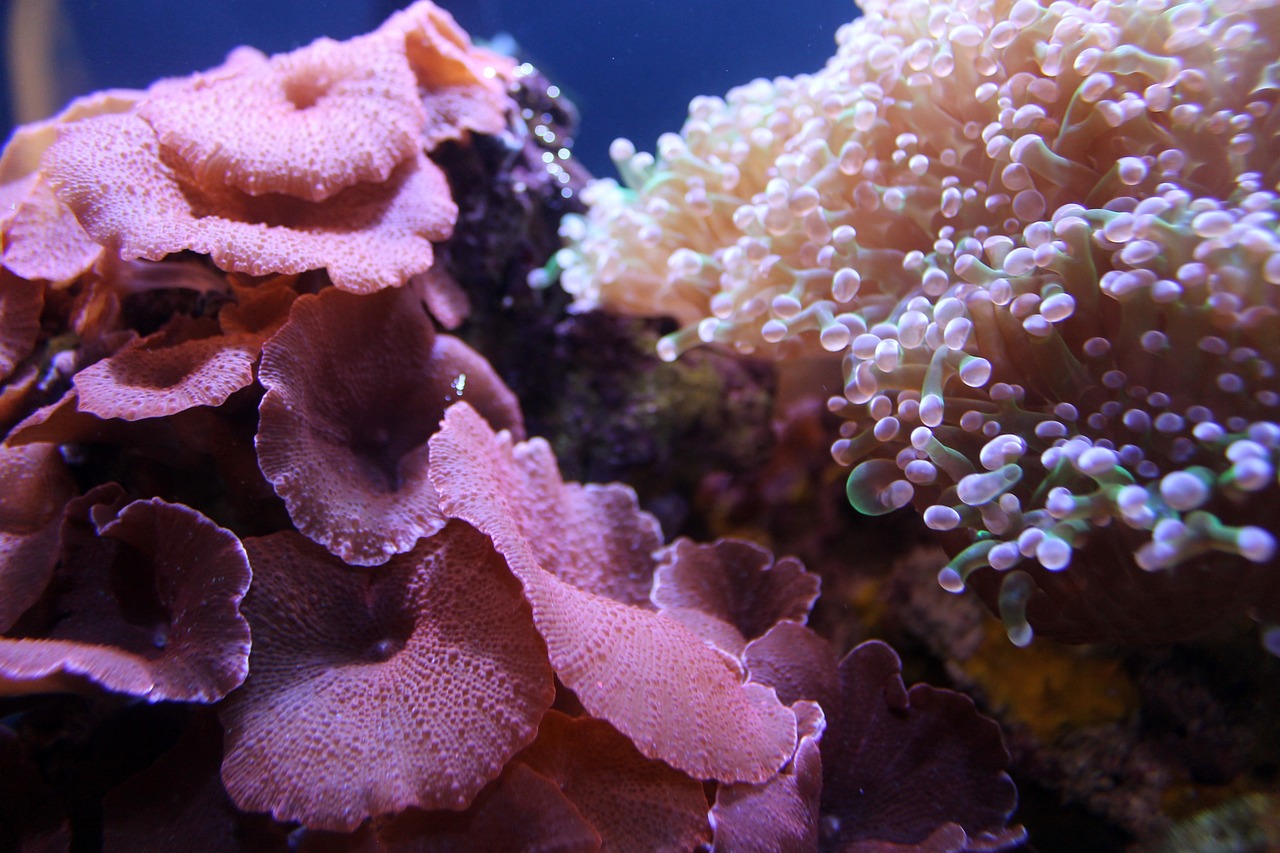 découvrez la richesse de la biodiversité marine, un écosystème fascinant regorgeant de vie et de couleurs. explorez les espèces marines uniques, leur habitat, et l'importance de protéger nos océans pour les générations futures.