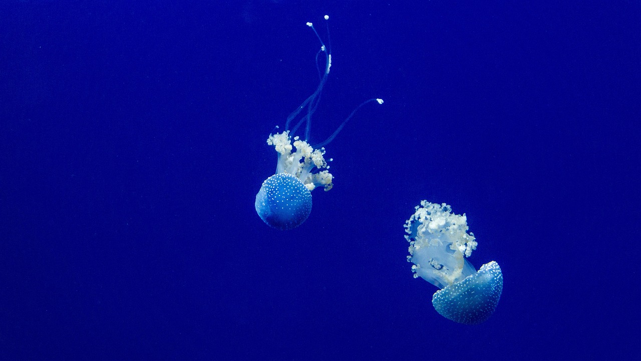 découvrez le rôle essentiel des réserves marines dans la protection des écosystèmes océaniques, la préservation de la biodiversité et la régénération des ressources marines pour un avenir durable.