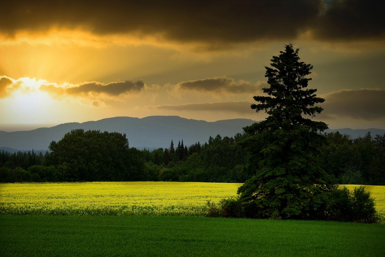 découvrez les écosystèmes terrestres, où la biodiversité riche et les interactions entre les espèces façonnent notre planète. explorez les forêts, prairies, déserts et montagnes pour comprendre leur impact sur l'environnement et les enjeux écologiques actuels.