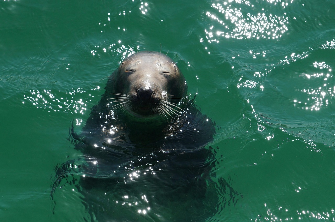 découvrez les initiatives et actions pour la protection des mammifères marins, préserver leur habitat naturel et assurer leur survie face aux menaces environnementales.