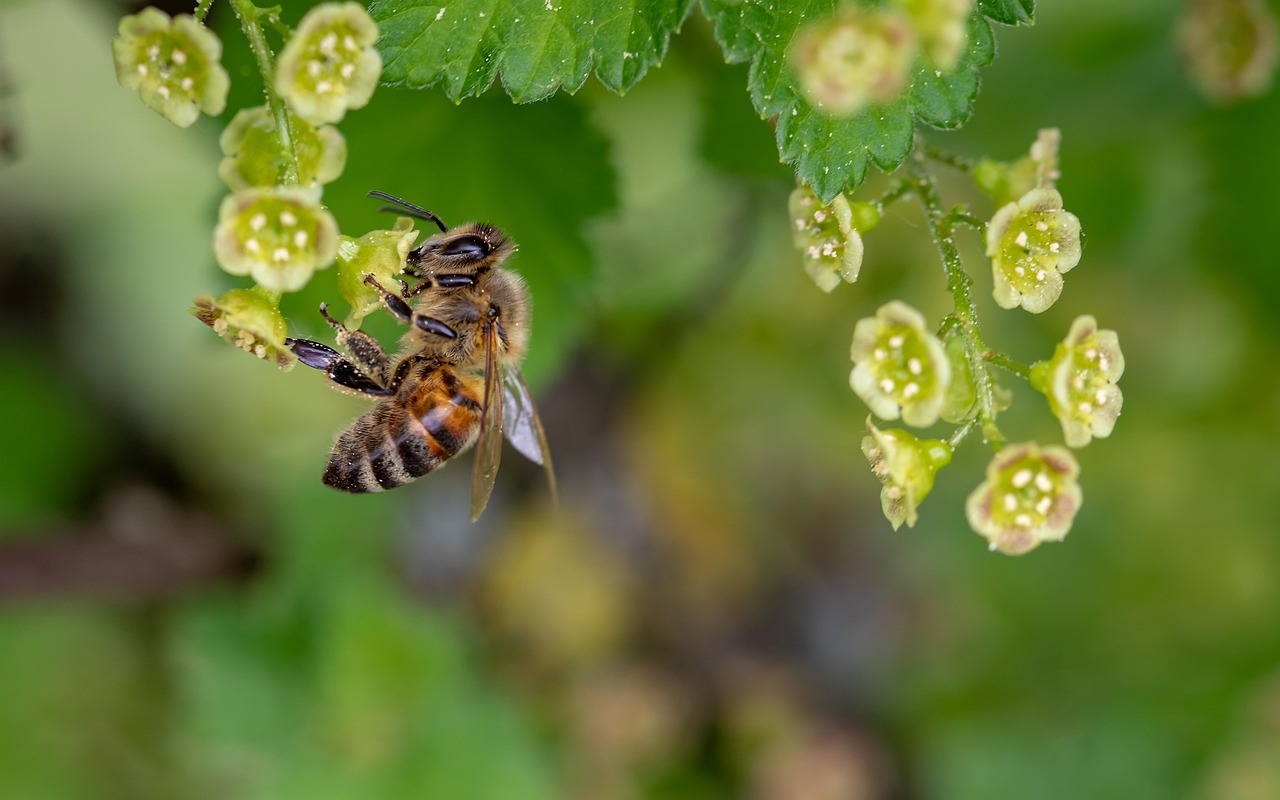 découvrez le processus fascinant de la pollination, essentiel à la biodiversité et à la production alimentaire. explorez le rôle des insectes, du vent et d'autres agents pollinisateurs dans la reproduction des plantes.