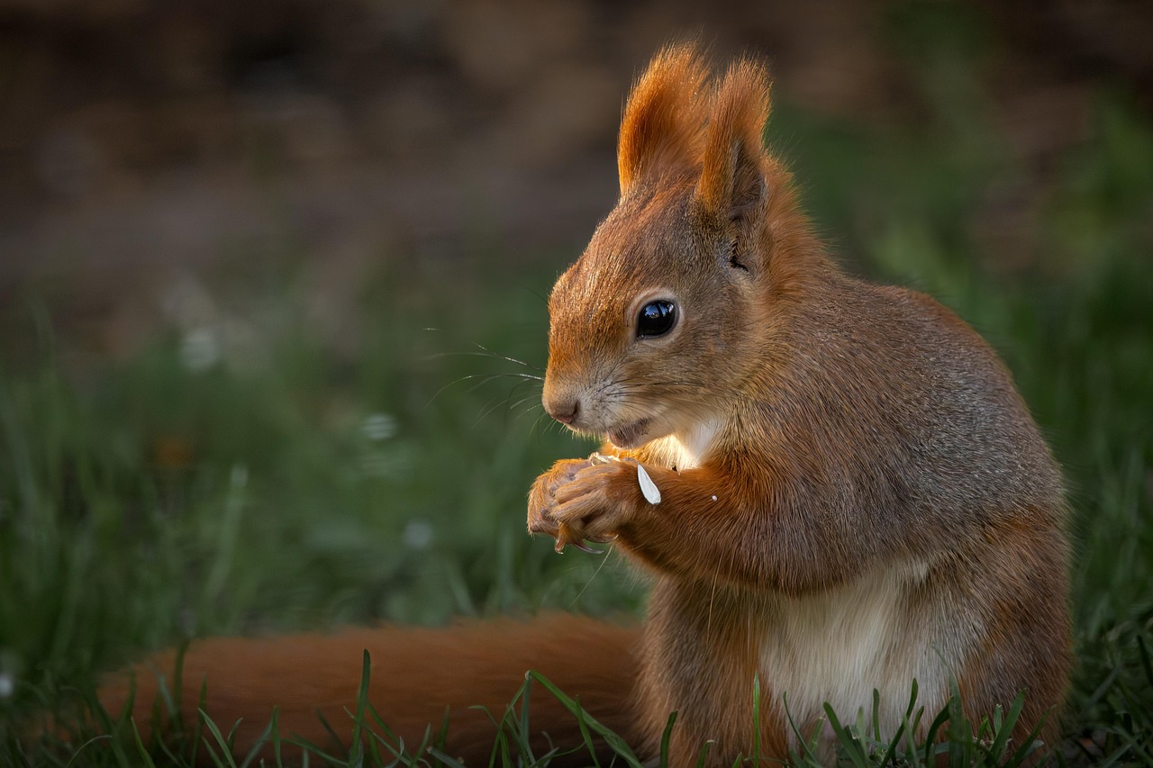 découvrez l'importance du bien-être animal et des initiatives mises en place pour garantir une vie digne et épanouissante pour nos compagnons à quatre pattes. explorez les enjeux, les législations et les bonnes pratiques à adopter pour favoriser la protection et le respect des animaux.