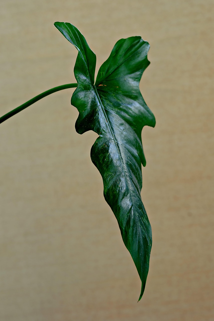 découvrez les astuces pour un jardinage biologique sur balcon, cultivez vos propres légumes et herbes aromatiques en toute simplicité et respect de l'environnement.