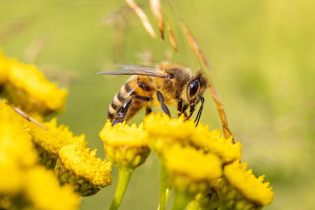découvrez l'importance de la biodiversité dans votre jardin et apprenez comment créer un espace naturel favorisant la faune et la flore locales.