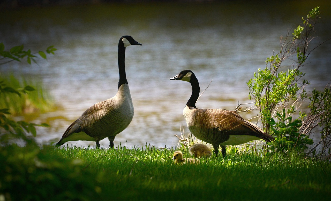 découvrez l'importance de la biodiversité et son rôle crucial dans l'équilibre des écosystèmes. explorez comment la conservation de la variété des espèces contribue à la durabilité de notre planète et aux bienfaits pour les générations futures.