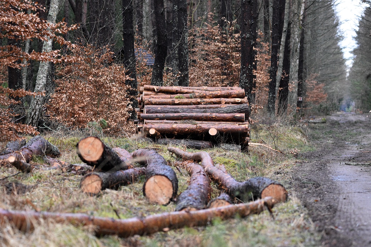 découvrez l'impact de la déforestation sur notre planète. apprenez comment la destruction des forêts affecte la biodiversité, le climat et les communautés humaines, ainsi que les solutions durables pour préserver nos écosystèmes vitaux.