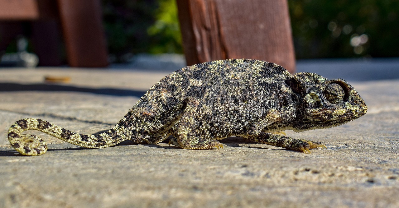 découvrez l'importance de l'adaptation dans divers domaines, qu'il s'agisse de la biologie, de l'environnement ou de la vie quotidienne. apprenez comment s'ajuster aux changements et tirer parti de nouvelles opportunités pour évoluer et prospérer.