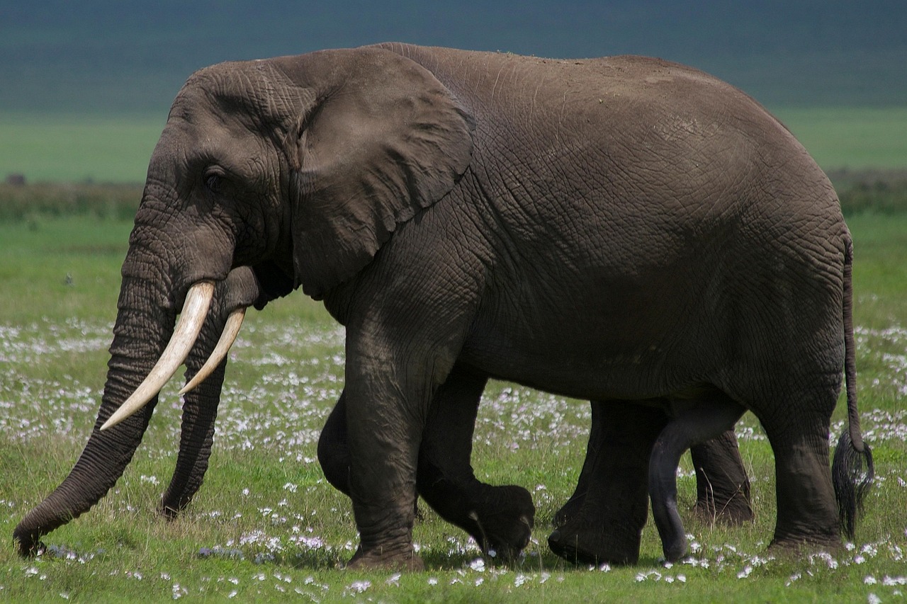 découvrez l'importance de la biodiversité pour notre planète. explorez comment la diversité des espèces et des écosystèmes contribue à l'équilibre écologique, à la santé humaine et à la durabilité de notre environnement. apprenez les défis auxquels nous faisons face et les actions à entreprendre pour protéger notre riche patrimoine naturel.