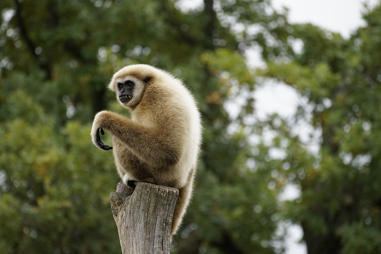 découvrez l'importance de la conservation de la nature pour préserver notre planète. explorez des initiatives, des conseils et des actions essentielles pour protéger la biodiversité et les écosystèmes. engagez-vous pour un avenir durable !