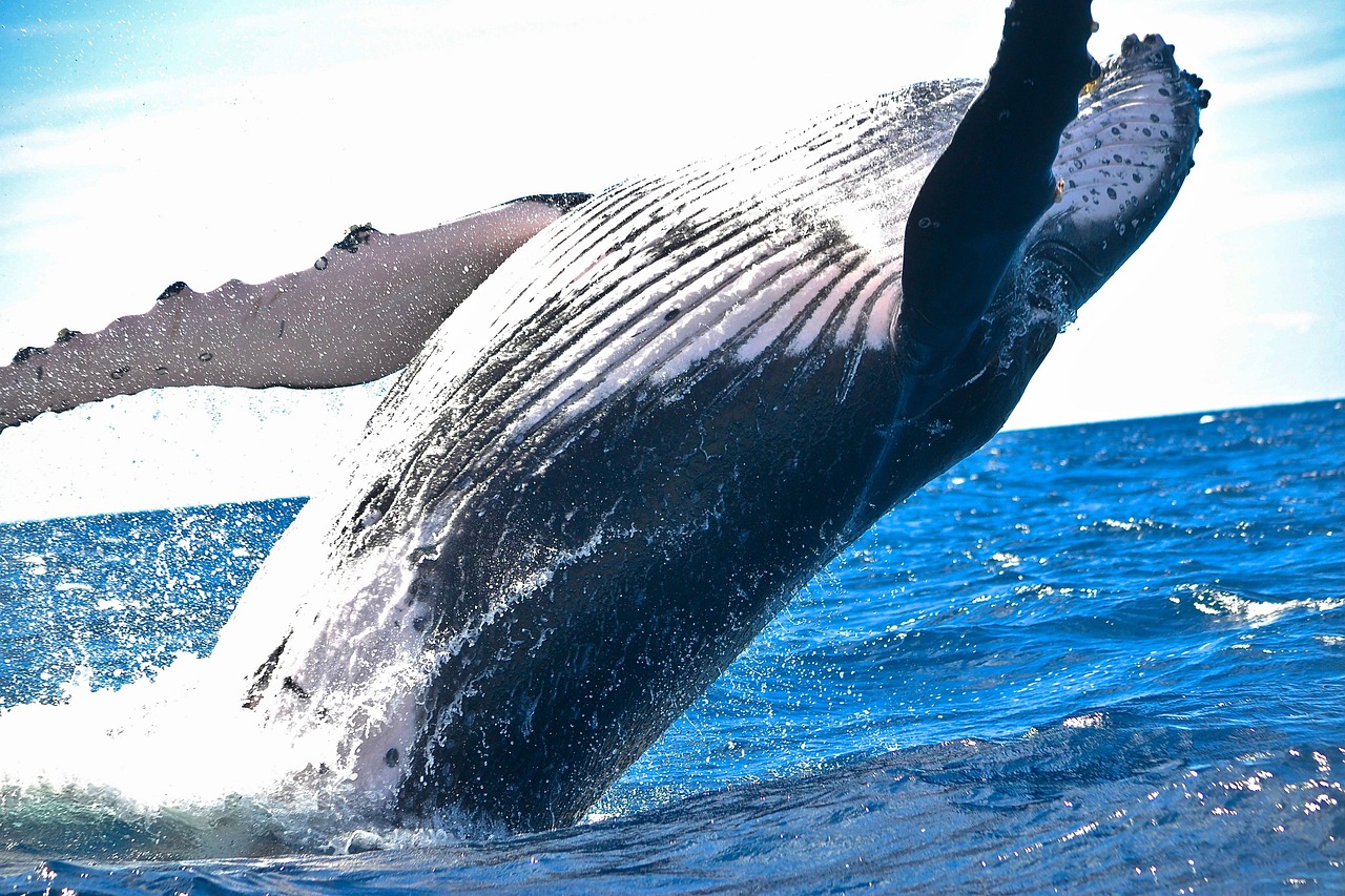 découvrez les initiatives et les actions pour la protection des mammifères marins, assurant la préservation de ces espèces fragiles et de leur habitat naturel.