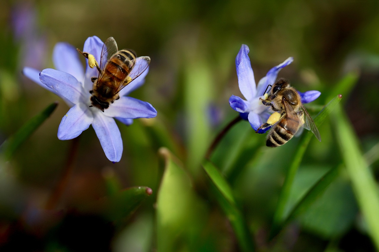 découvrez l'importance de la biodiversité dans notre écosystème. explorez les différentes espèces, leur rôle vital et comment préserver la richesse de notre planète pour les générations futures.
