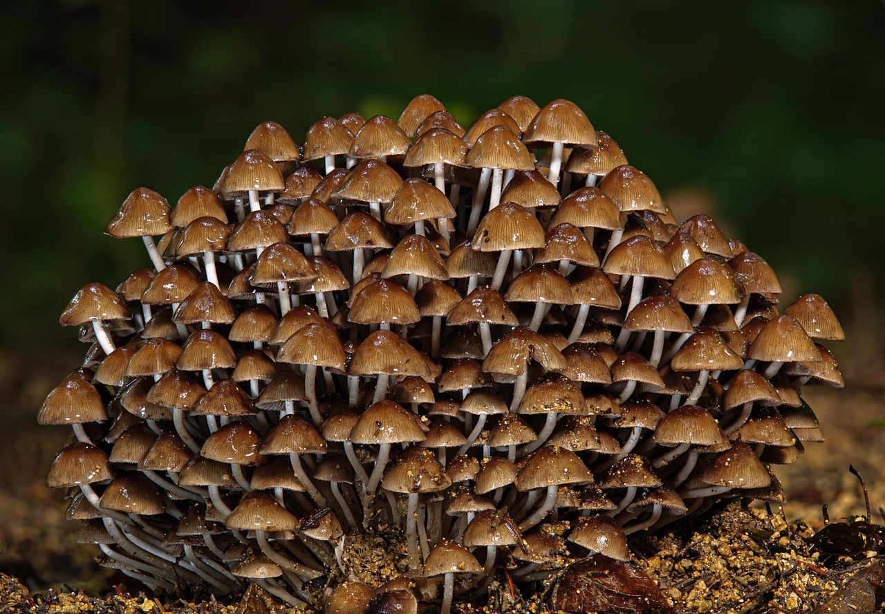 découvrez l'écologie, une science essentielle qui étudie les interactions entre les êtres vivants et leur environnement. explorez l'importance de la biodiversité, les enjeux de la conservation et les solutions durables pour protéger notre planète.
