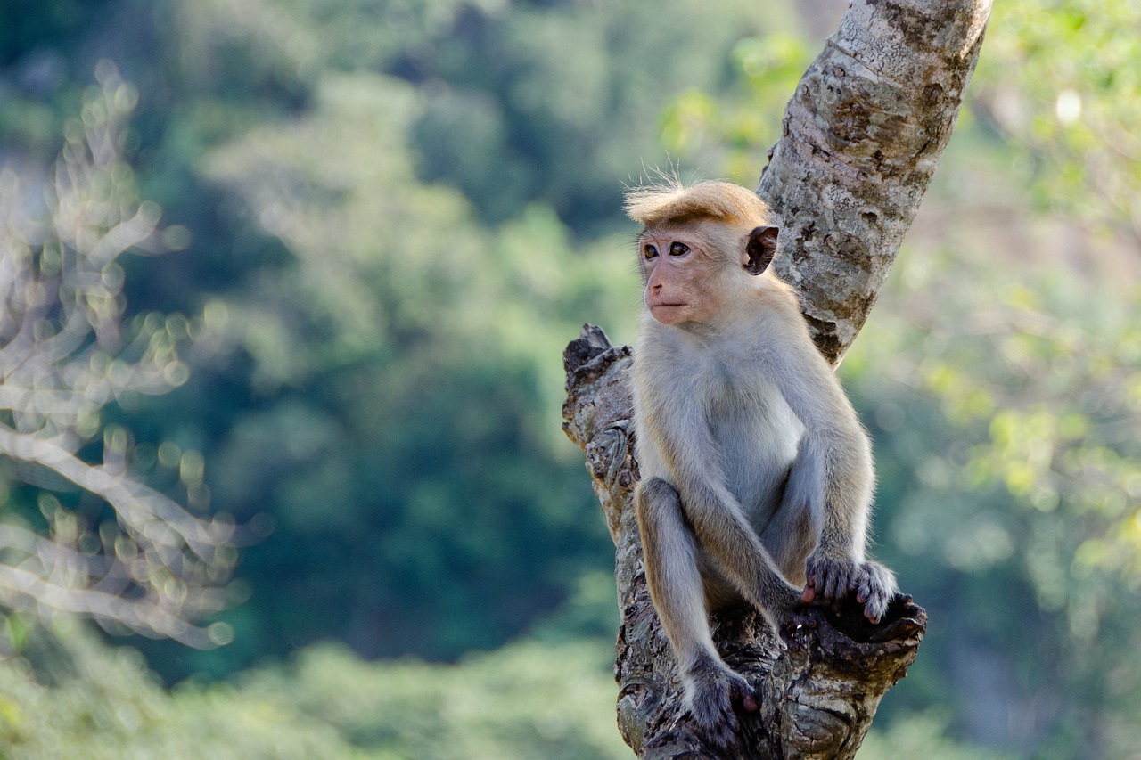 découvrez les principes éthiques de la conservation de la biodiversité et leur importance dans la protection de notre environnement. explorez comment ces valeurs guident les actions pour préserver les écosystèmes et la richesse de la vie sur terre.