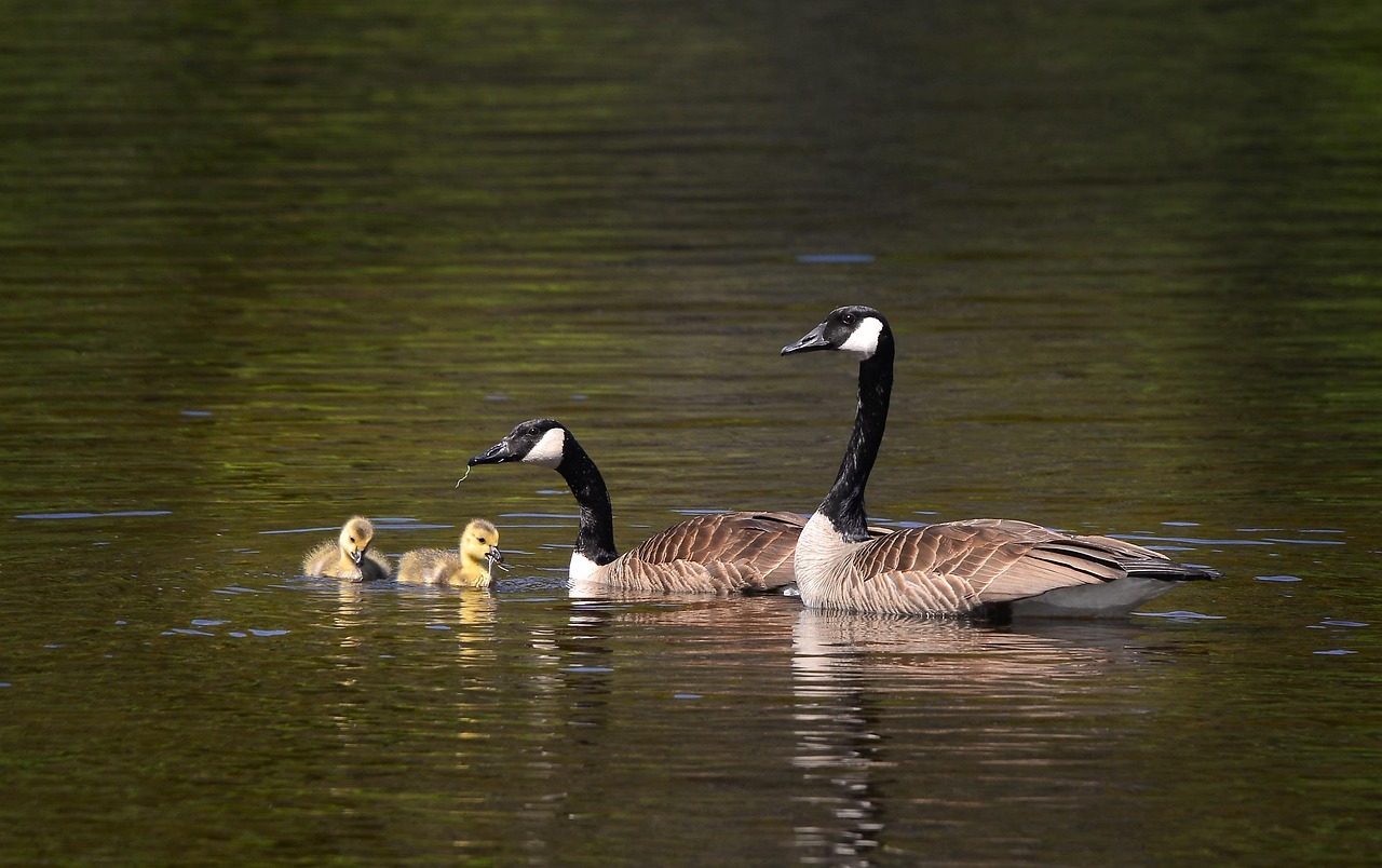 découvrez l'importance de la biodiversité pour notre planète, les enjeux liés à sa préservation et les actions à entreprendre pour protéger les écosystèmes et la variété des espèces qui en font partie.