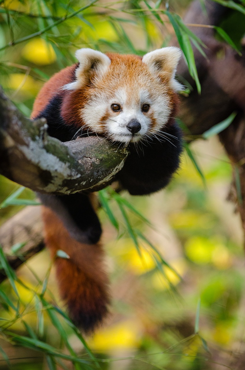 découvrez l'importance de l'éthique dans la conservation de la biodiversité, un enjeu crucial pour la protection de notre planète. explorez les principes éthiques qui guident les efforts de préservation des écosystèmes et des espèces menacées, pour un avenir durable et harmonieux.