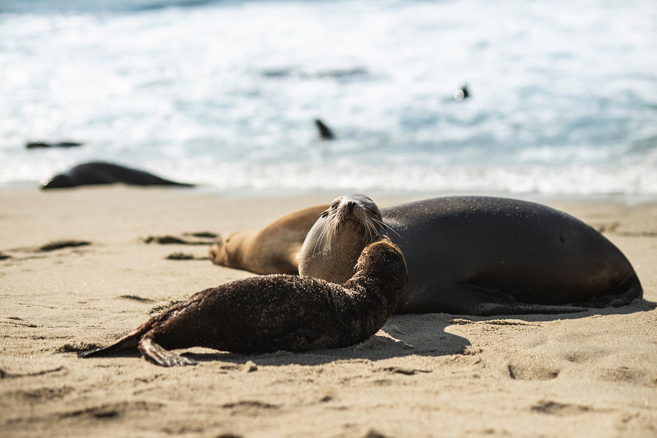 découvrez les initiatives et actions pour la protection des mammifères marins, préservant leur habitat naturel et assurant leur survie face aux menaces environnementales.