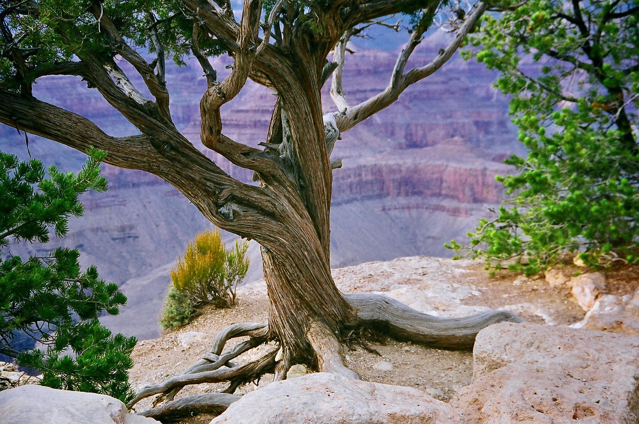 découvrez l'arizona, un état emblématique des états-unis, réputé pour ses paysages grandioses, ses parcs nationaux à couper le souffle comme le grand canyon, et son climat ensoleillé. explorez ses villes dynamiques, sa culture unique et ses activités de plein air pour une expérience inoubliable.