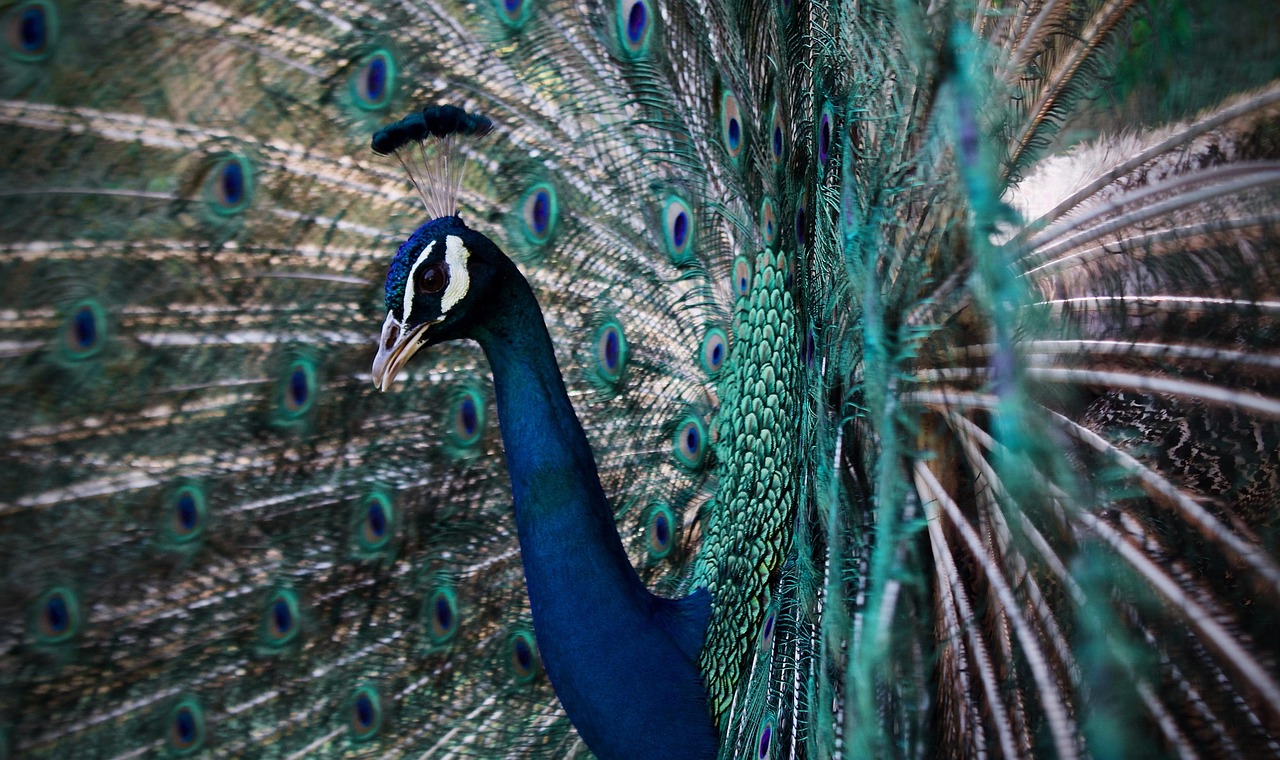 découvrez comment l'adaptation joue un rôle crucial dans notre vie quotidienne et dans l'évolution des espèces. explorez des stratégies d'adaptation personnelles et professionnelles pour mieux naviguer dans un monde en constante évolution.