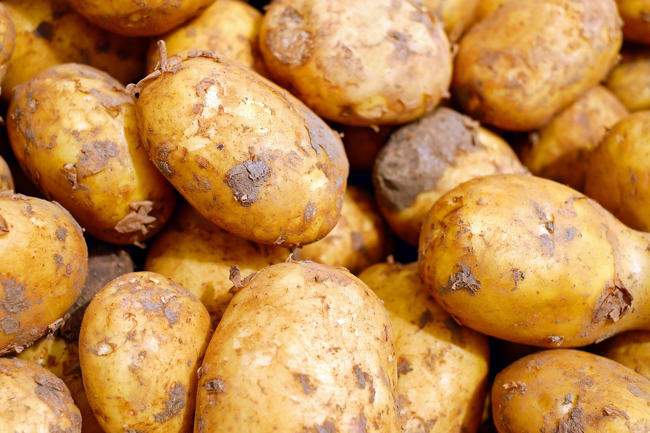 découvrez les cultures alimentaires durables : des pratiques agricoles respectueuses de l'environnement pour assurer la sécurité alimentaire et préserver les ressources naturelles.