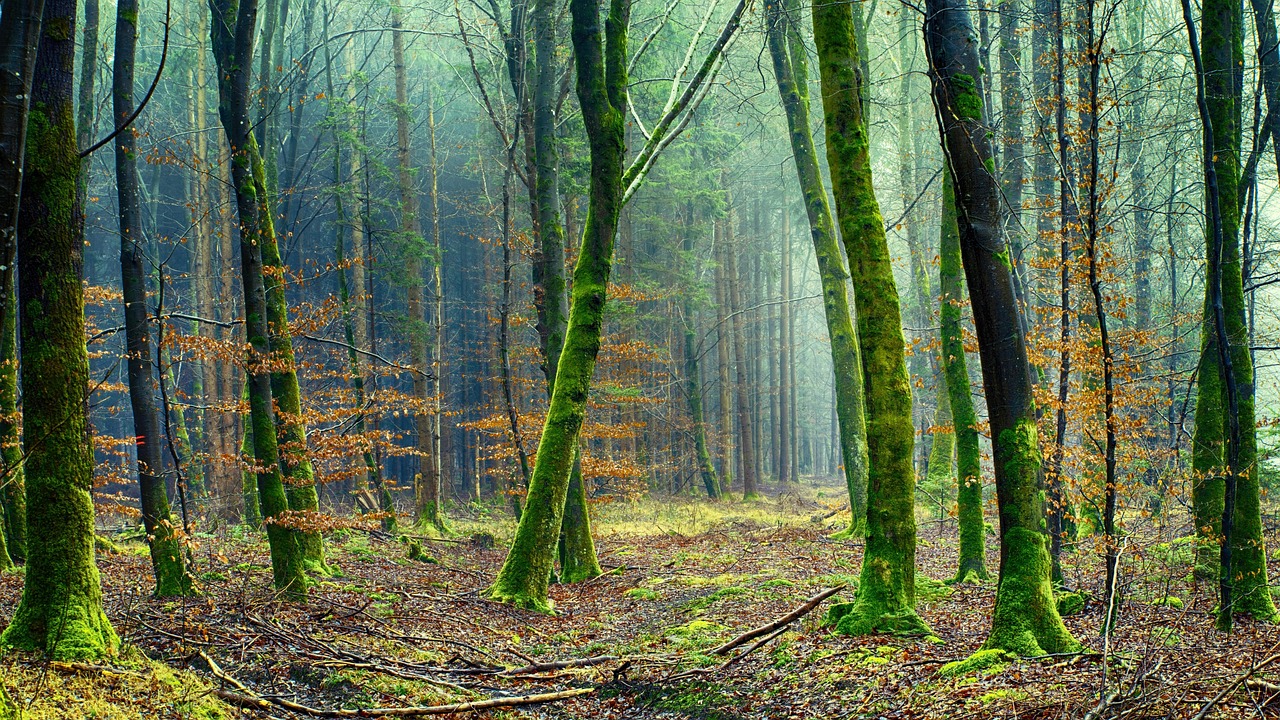 découvrez l'importance de l'environnement et comment préserver notre planète pour un avenir durable.