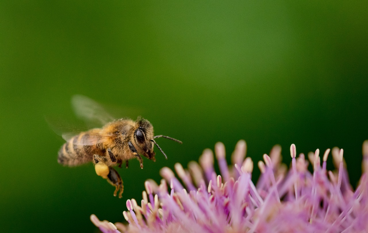 découvrez la richesse incroyable de la biodiversité, un équilibre délicat entre les espèces, les écosystèmes et leur environnement. explorez les menaces qui pèsent sur notre planète et apprenez comment préserver la faune et la flore pour les générations futures.