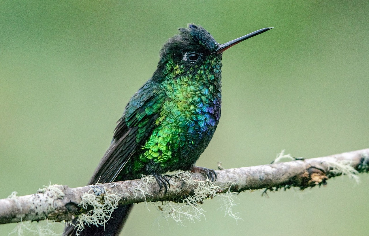 découvrez le monde fascinant de l'écologie, une science qui explore les interactions entre les organismes vivants et leur environnement. apprenez comment préserver notre planète, comprendre les écosystèmes, et agir pour un avenir durable.