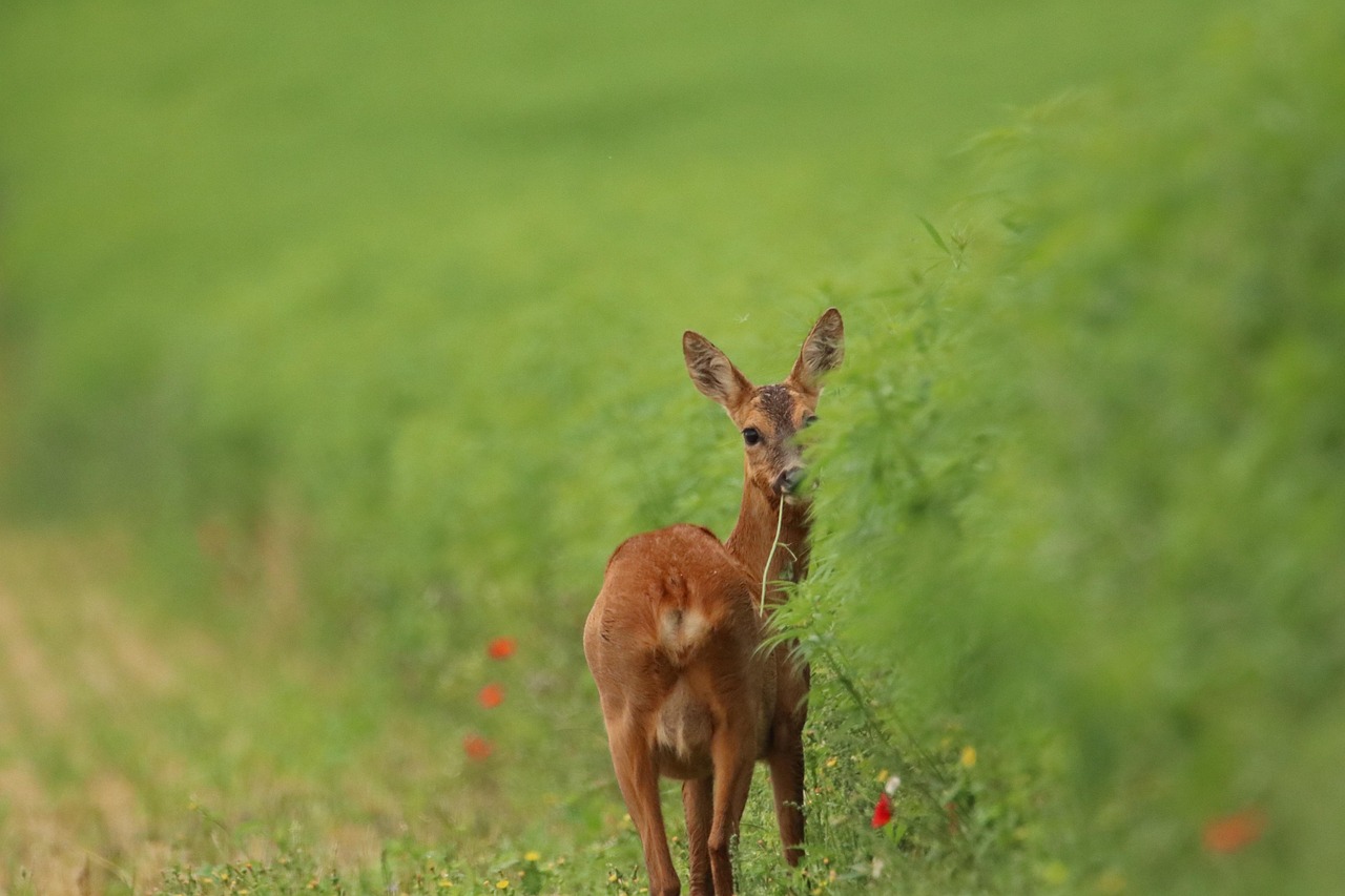 découvrez l'importance de la biodiversité pour notre planète, ses écosystèmes et notre bien-être. explorez les menaces qui pèsent sur la biodiversité et les actions que nous pouvons entreprendre pour la préserver. informez-vous sur les espèces menacées et les initiatives de conservation qui font la différence.
