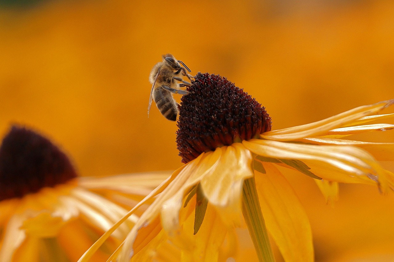 découvrez l'importance de la biodiversité dans votre jardin pour favoriser un écosystème sain, attirer la faune locale et promouvoir la croissance durable des plantes.