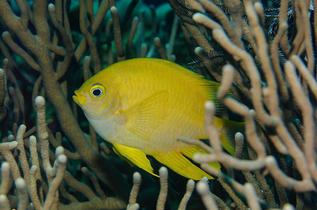 découvrez la richesse de la biodiversité marine, un trésor vivant qui abrite des millions d'espèces, des écosystèmes vibrants et des découvertes fascinantes. plongez dans l'univers sous-marin et apprenez comment protéger cette précieuse biodiversité pour les générations futures.